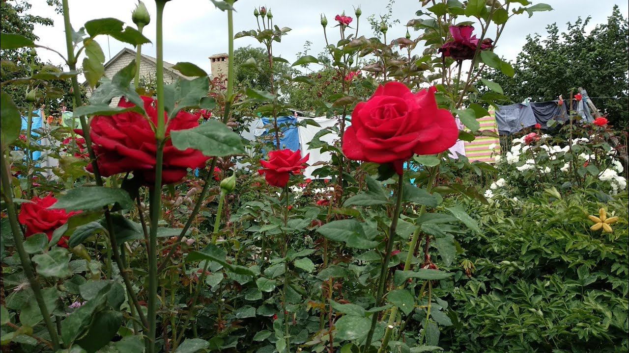 Розы. Очень красивое цветение роз в августе. Роза Венроза. Неизвестные розы. смотреть онлайн