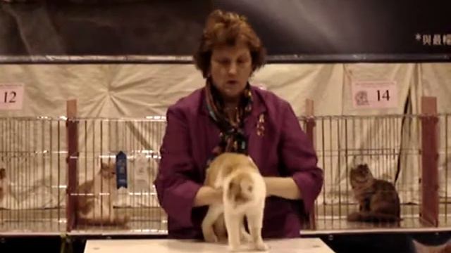 Competition Ring - Kitten & Premiership - Pat Jacobberger смотреть онлайн