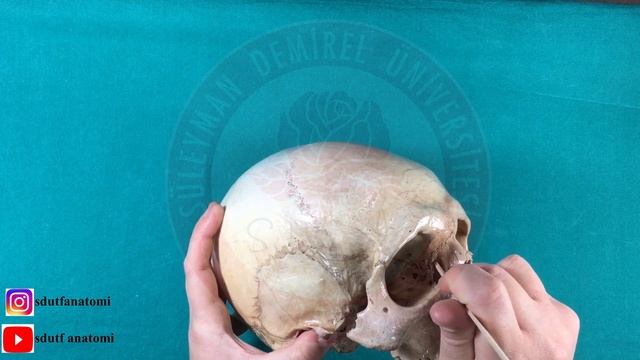 Viscerocranium: Concha Nasalis Inferior, Os Lacrimale, Vomer, Os Nasale смотреть онлайн