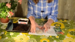 Артишок в Подмосковье: посадка и уход