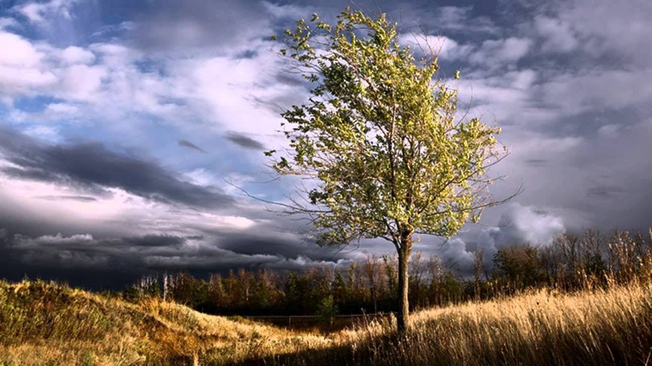 #То не ветер ветку клонит смотреть онлайн