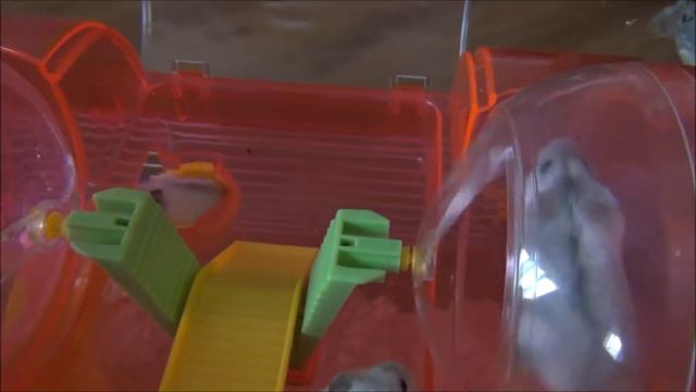 Утро, хомячки учатся делать гнезда, завтрак смотреть онлайн