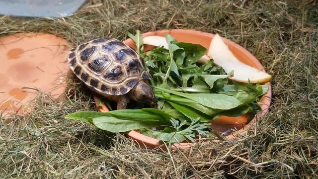 Среднеазиатская сухопутная черепаха. Наша малышка Лето. смотреть онлайн