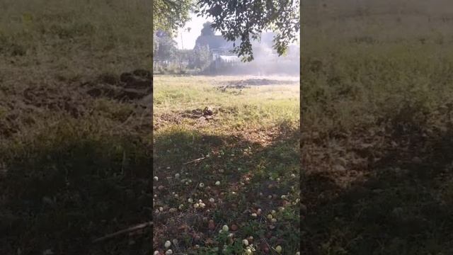 Купили заброшенный участок в деревне. Наводим порядок смотреть онлайн