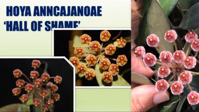 HOYA VARIETIES (RARE & COMMON) | HOYA PLANT IDENTIFICATION
