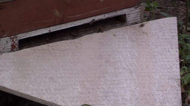 Пчёлы на лесном разнотравье после июньского шока смотреть онлайн