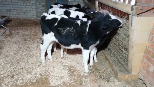 Быки 4 месяца