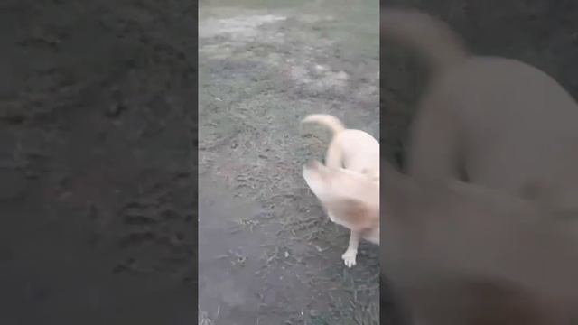 Прощай,Боня 💔 смотреть онлайн