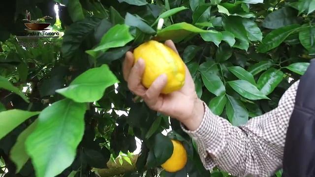 Il Giardino degli Agrumi - Hesperidarium - Pescia смотреть онлайн