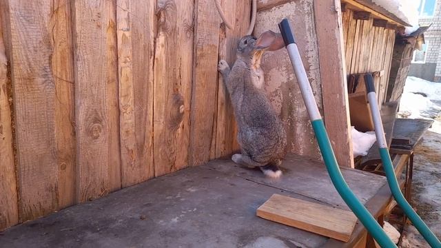 Встреча. Кролики #кролики #кролиководство #фландр #ризен ризен смотреть онлайн