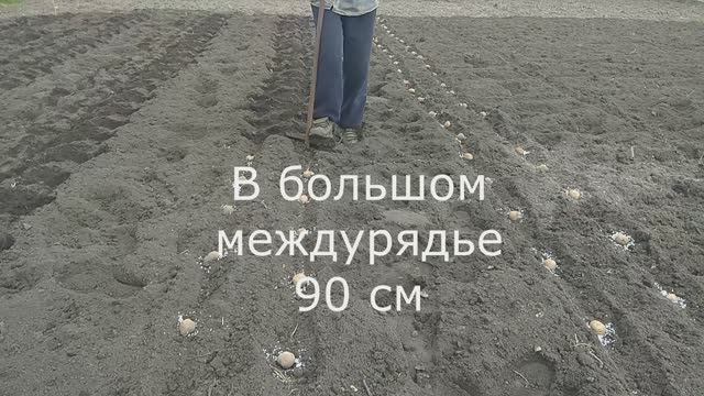 Сажаем картошку с мотоблоком в сдвоенные ряды смотреть онлайн
