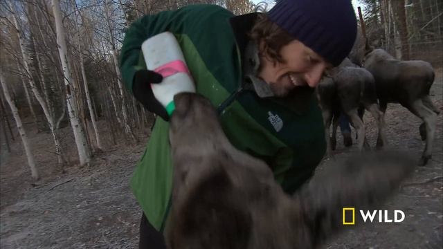Super Moose (Full Episode) | America The Wild