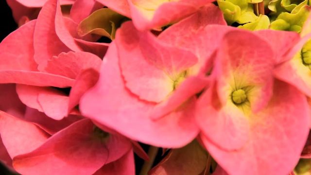 Hydrangea or hortensia 2021 b смотреть онлайн