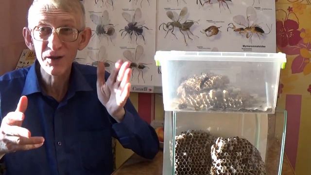 What Can You Buy in Zoo-Pets-Market in Kiev, Ukraine? Watch Fish & Birds Here. смотреть онлайн