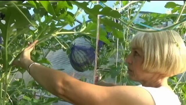 Арбузы и дыни в Новосибирске смотреть онлайн