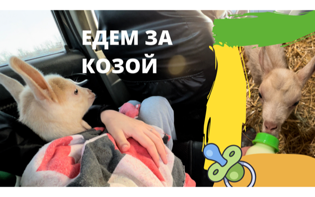 ПОЕЗДКА ЗА КОЗОЙ. ОНА ТАКАЯ МАЛЫШКА КАК НАЗВАЛИ? смотреть онлайн