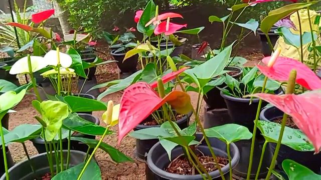 ලේඩිජෙන් බැංකොක් ඇන්තූරියම් ledigen & bankok antnthuriyan смотреть онлайн