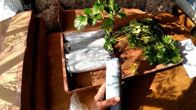 Розы из питомника "Тамара Розы".Распаковка посылки смотреть онлайн