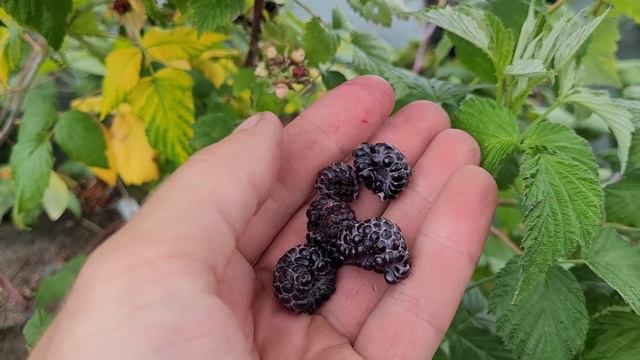 Блэк Джевел. Черный сахар а не малина!!! смотреть онлайн