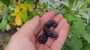 Блэк Джевел. Черный сахар а не малина!!!