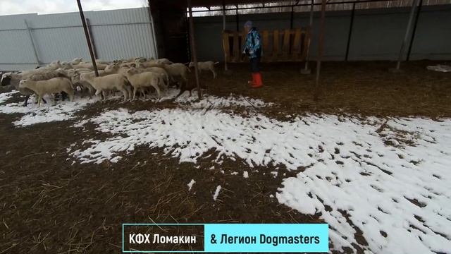 Как собаки-пастухи управляют стадом овец, подробный обзор. смотреть онлайн