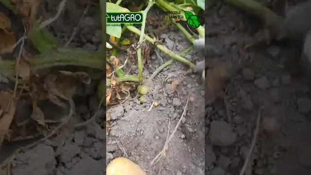 Копаю картофель Гала. Растил без окучивания, без полива, без мульчи и 10 кг с 2 кустов. Нормально. смотреть онлайн