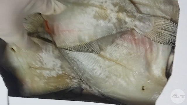 Камбала-ерш вяленая. смотреть онлайн