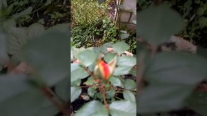 Роза Тайфун