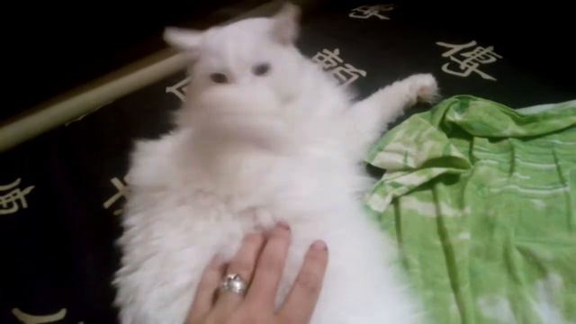 Белый глухой кот смотреть онлайн