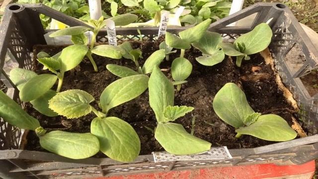 Как и когда сеять кабачки в 2021 году на рассаду и в открытый грунт по лунному календарю смотреть онлайн