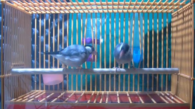Java Sparrow as a percussionist смотреть онлайн