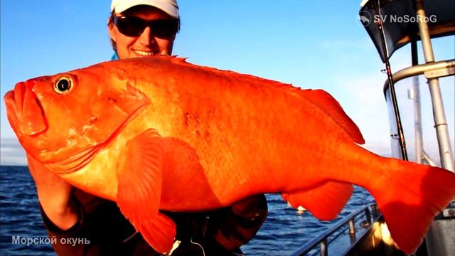 Морской окунь