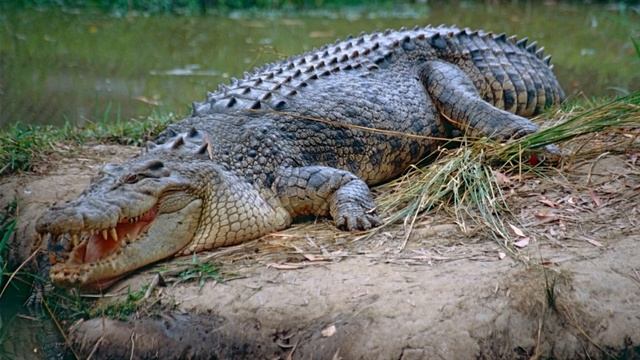 6 Most Dangerous Animals In Australia смотреть онлайн