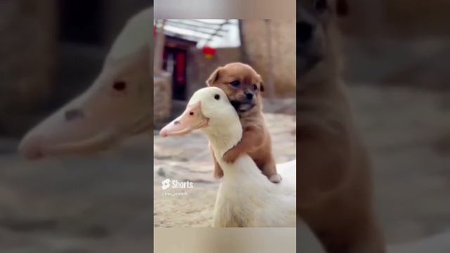 Самые лучшие друзья))) смотреть онлайн