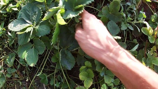 Уровень усообразования клубники. Азия, Альбион, Клери, Мальга смотреть онлайн