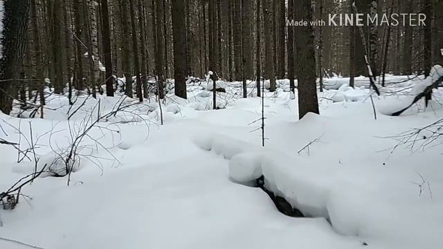 В чащу леса и из чащи... смотреть онлайн