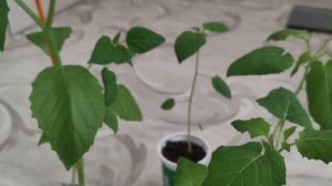 Выращивание физалиса. Рассада физалиса. Физали земляничный. Физалис анонасовый. Физалис лакомка