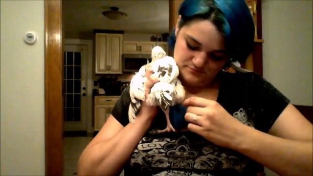 DIY Chicken Diapers смотреть онлайн