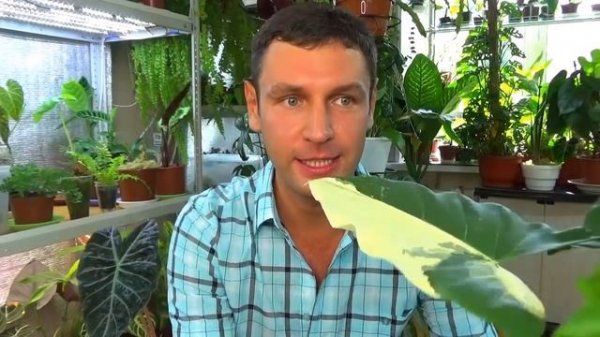 5 Мифов об Алоказиях