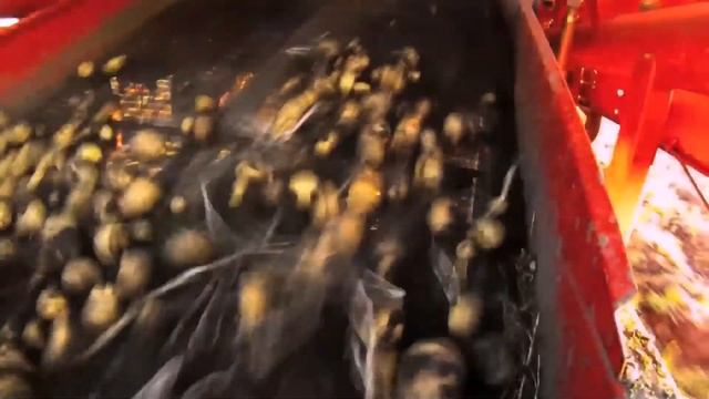 «3 шага к качеству картофеля с «Сингентой». Тульская область, ООО «Максим Горький» смотреть онлайн