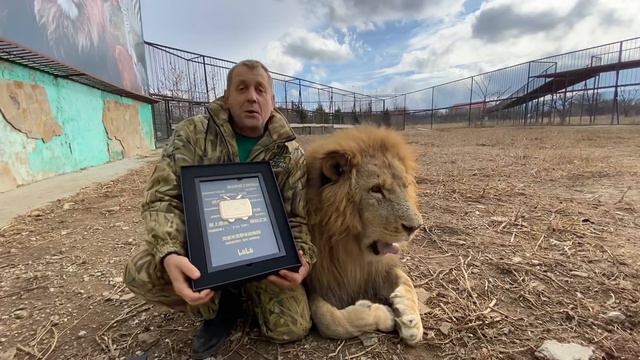 Друзья , львов Тайгана наградили ЗОЛОТОЙ КНОПКОЙ за 1 000 000 подписчиков в Китае !!! смотреть онлайн
