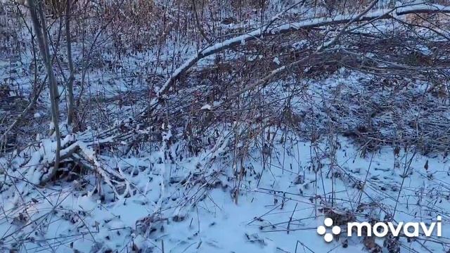 Гнездо железного феникса или какой урожай можно собрать на железных деревьях зимой. смотреть онлайн