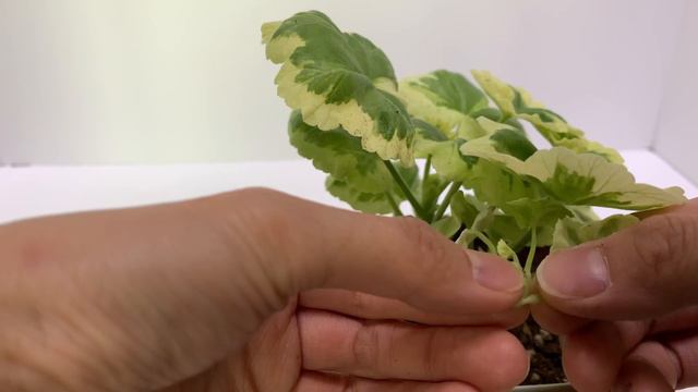 식물의 영양을 뺐는 기형의 대화 제거하기 (제라늄 대화제거,geranium)