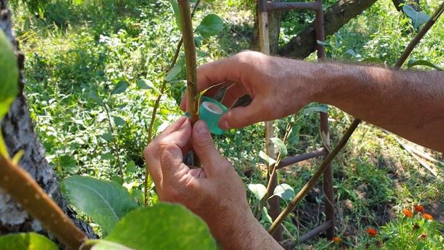 Срочно Прививка Груши в Августе. Летняя прививка Груши почкой. Окулировка Груши. смотреть онлайн