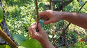 Срочно Прививка Груши в Августе. Летняя прививка Груши почкой. Окулировка Груши.
