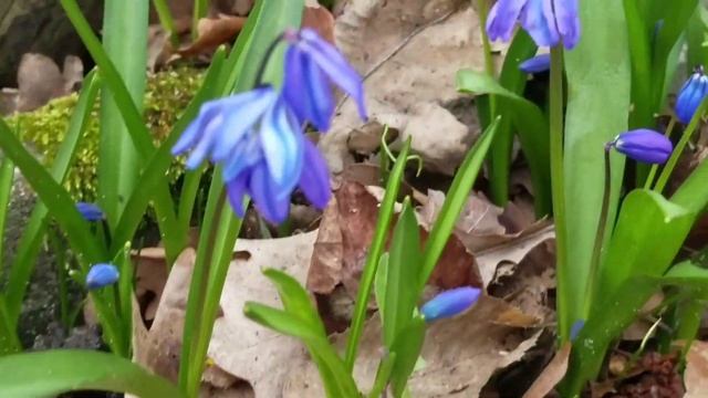 Der Sibirische Blaustern (Scilla Siberica) #Blaustern #LoveNature #Frühblüher #Frühling