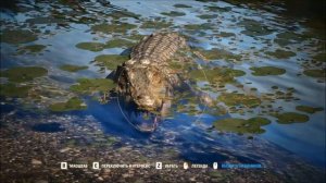 Far Cry 4 / Крокодил или агрессивная среда обитания