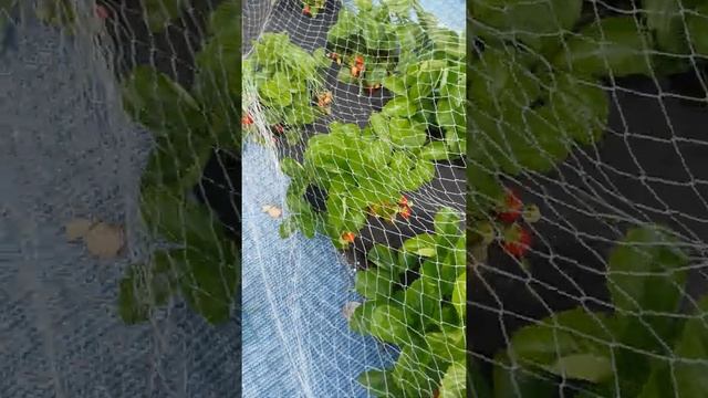 ЗАЩИТА ЯГОДЫ ОТ ПТИЦ.МОЙ СПОСОБ. смотреть онлайн