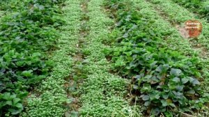 СИДЕРАТЫ ДЛЯ КЛУБНИКИ.ЛУЧШИЕ ПРЕДШЕСТВЕННИКИ КЛУБНИКИ.КАКИЕ СИДЕРАТЫ ВЫСАЖИВАТЬ ПЕРЕД КЛУБНИКОЙ .