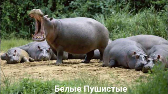 БЕГЕМОТ?/Копытные/Животные/Интересные факты смотреть онлайн